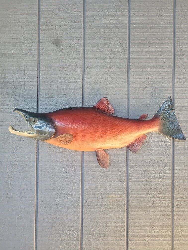 Taxidermy.  Sockeye Salmon Mount 