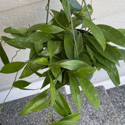 Hoya pubicalyx Splash Plants