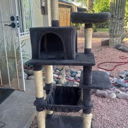 gato