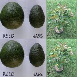 Reed Avocado Grafted Trees 3gal Arboles De Aguacate Injertados Reed