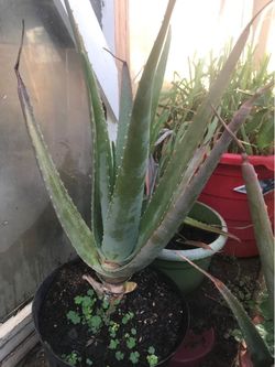 Aloe Vera Plant