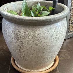 Beautiful Large Ceramic Planter