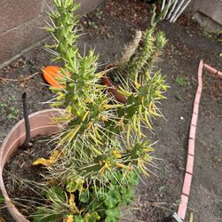 Check Out This Beautiful a Cholla The Flower In The Spring Is Super Beautiful This Joint Changes Colors With The Season Right Now I Has Some. Yellow