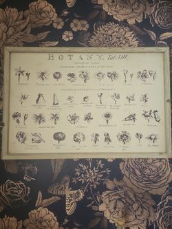 Decorative botany photo