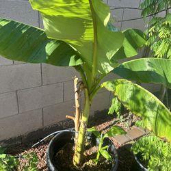 Banana Plant In 15  gallon Pot