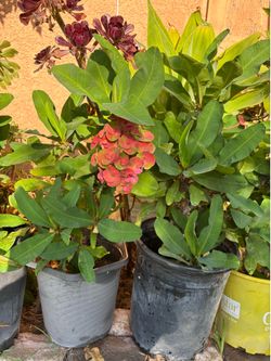 Corona de Cristo y otras plantas no son gratis