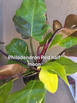Philodendron Red Moon
