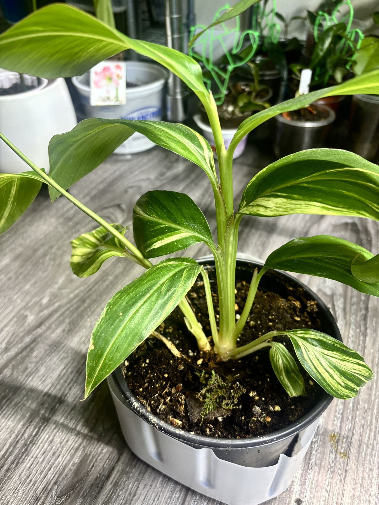 Variegated Indoor Plant