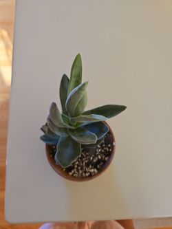 Crassula lotus garnet