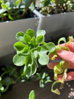 Healthy and happy succulents in planter boxes