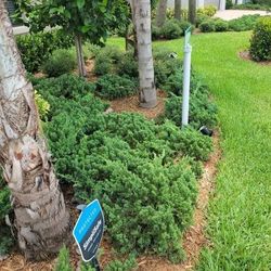 Healthy junipers you dig them out $5 each