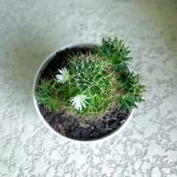 Mammillaria  Plant 