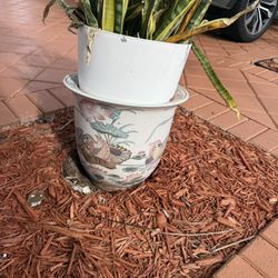 Pot 