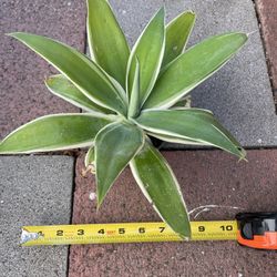Agave “Ray Of Light”
