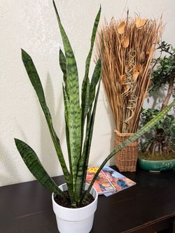Snake Plant Houseplant in White Decorative Pot Home Decor Live Plant Tropical Indoor
