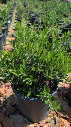 Dwarf Olive