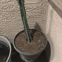 Cactus in pot