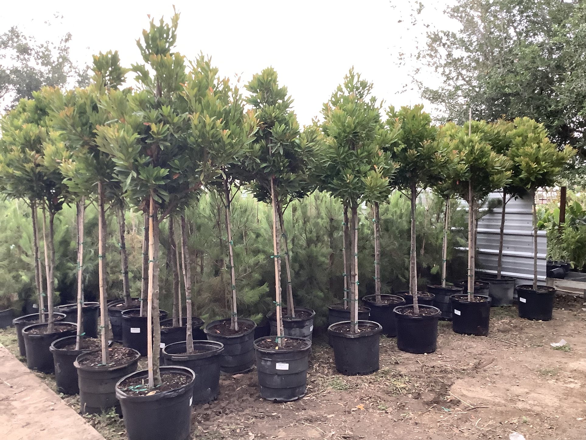 Japanese Blueberry Trees 15gallon @956@292@@8442