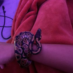 Ball Python 