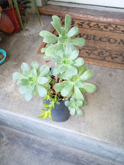 Succulent