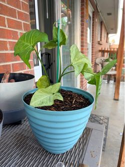 Plant: syngonium podophyllum