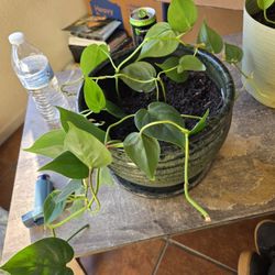 Philodendron Plant In Green Pot