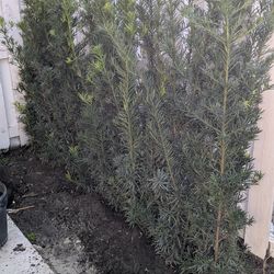 Podocarpus Over 6 Feet Tall Privacy Isolate Your Home From Noisy Neighbors