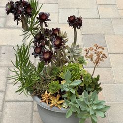 Assorted Succulent Plants 