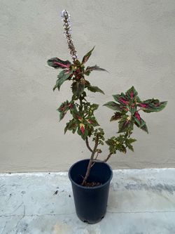 Coleus Plant