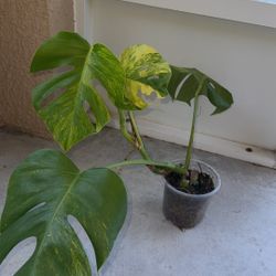 Green On Green Monstera Sport