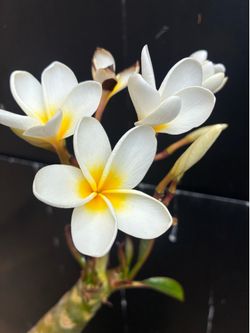 Beautiful Blooming Plumeria.  Pickup in Chula Vista 91914.