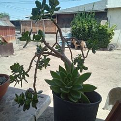 Jade And Echeveria Plant Together In Pot 