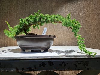 Old Juniper Nana Bonsai Tree