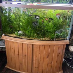 65 Gallon Bow Shape Aquarium 