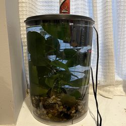 Beta Fish Tank Kit LIVE PLANT AND SNAIL Thumbnail