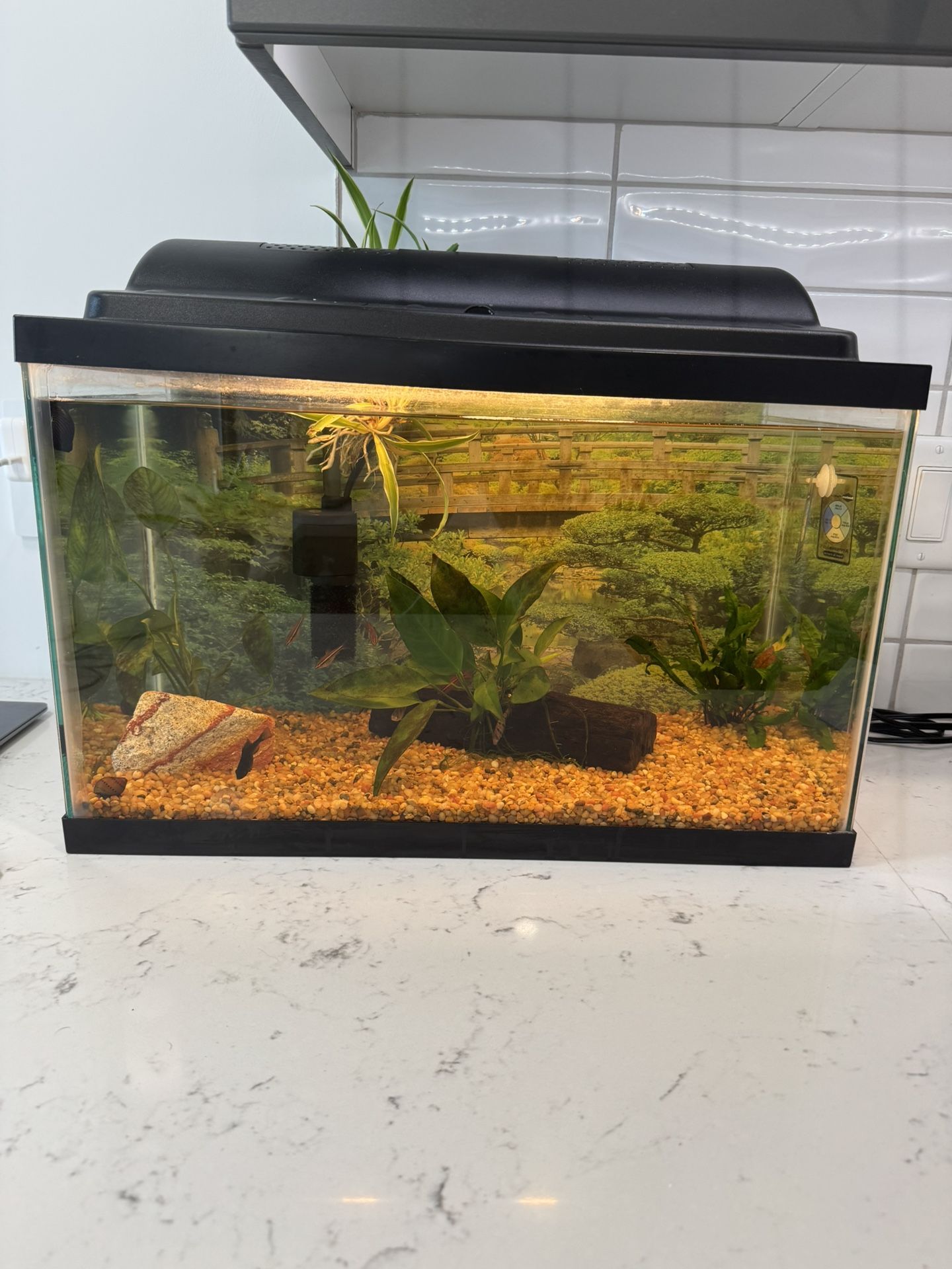 10 Gallon Fish Tank