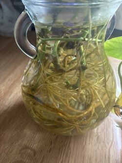 Centipede Tongavine Pothos