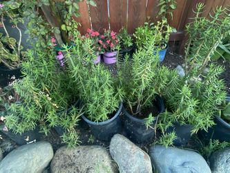 Crassula tetragona