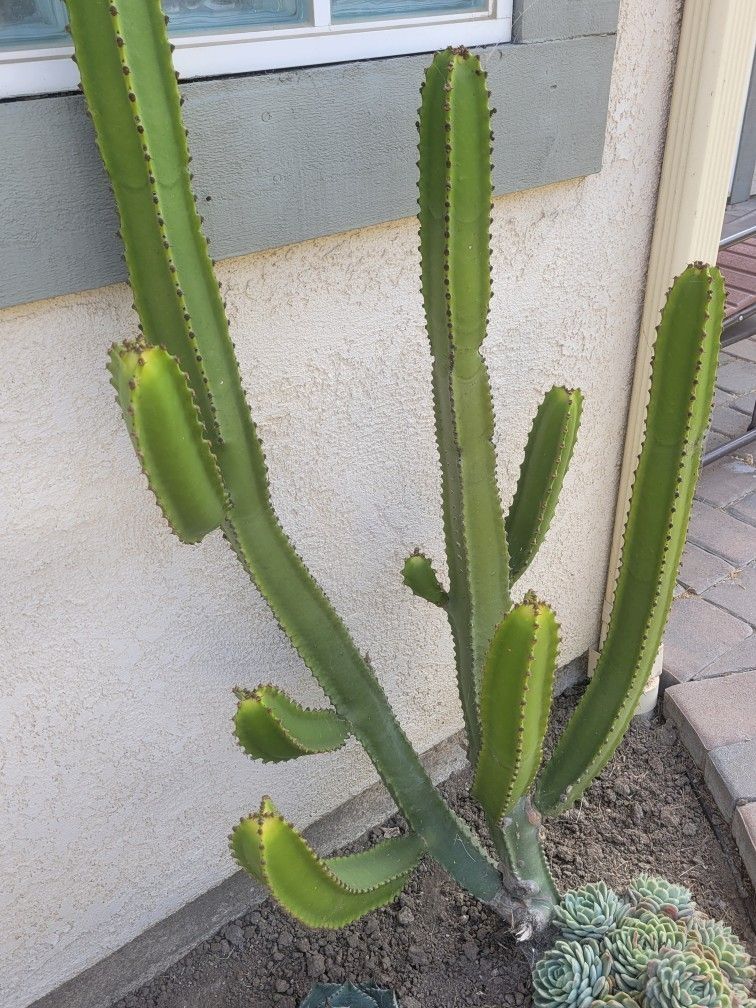Large euphorbia + pretty Echiveria succulent , Very easy to transplant to pot or garden.