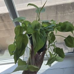 Plant
