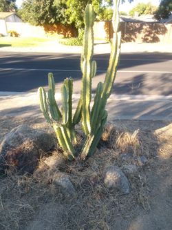 Cactus 🌵*See Description