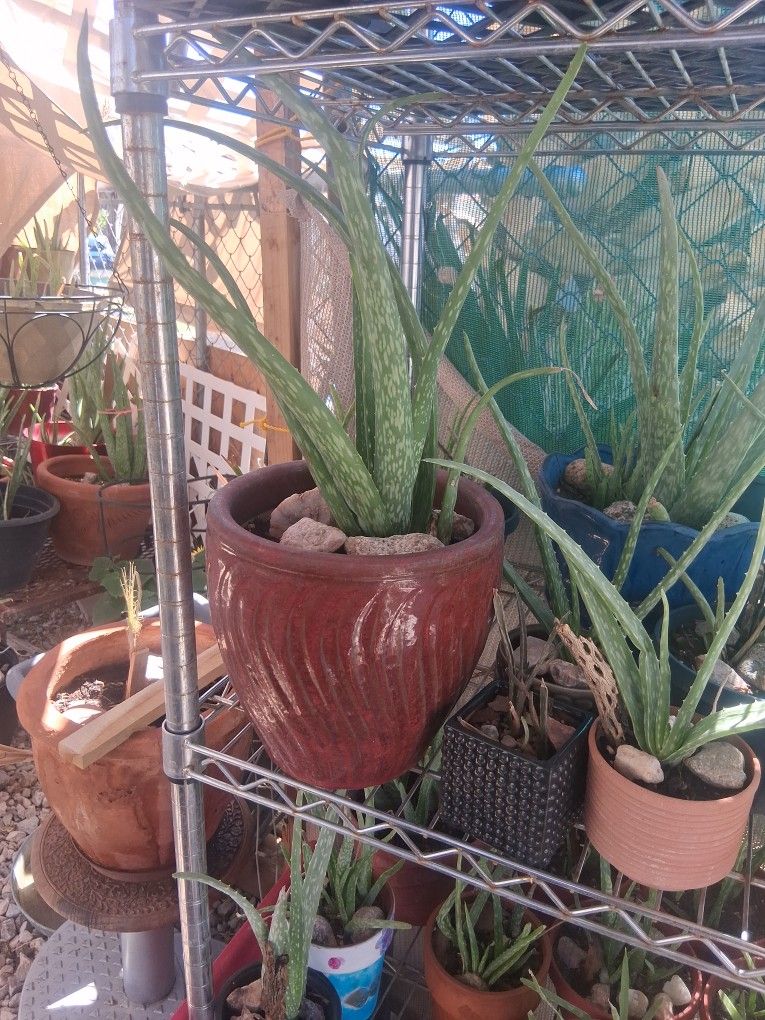 Aloa Vera Plants In Ceramic Pot