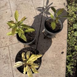 3 Avocado Plans For $10