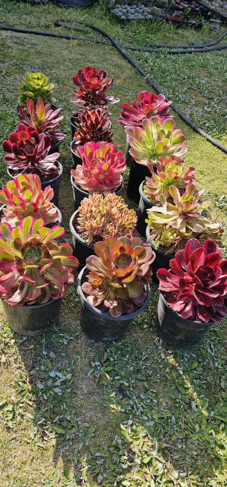 Imported Korean Aeonium Succulents
