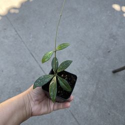 4” hoya crassipetiolata 