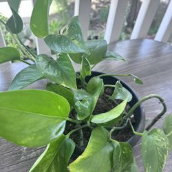 Pothos Plant 