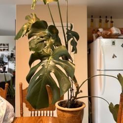 Monstera Plant