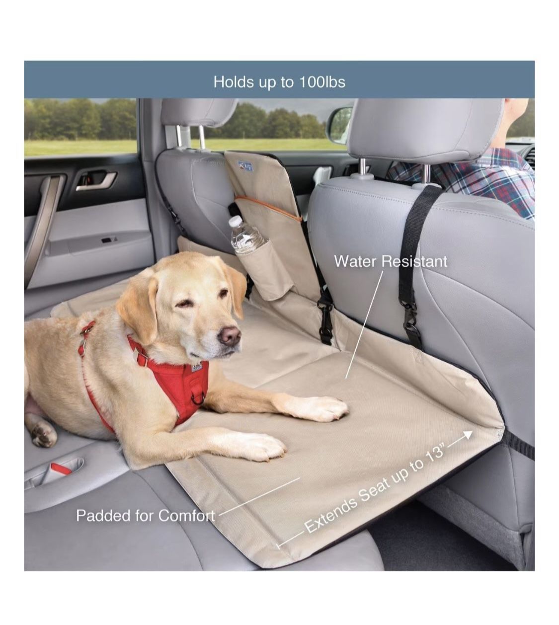 Dog Backseat Bridge