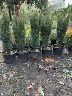 Taxus Baccata ‘Fastigiata’ ( Irish Yew) 5gal