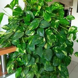 High Variegation Pothos Money Plant/ House Plant/ Indoor Plant Flower Patio Garden